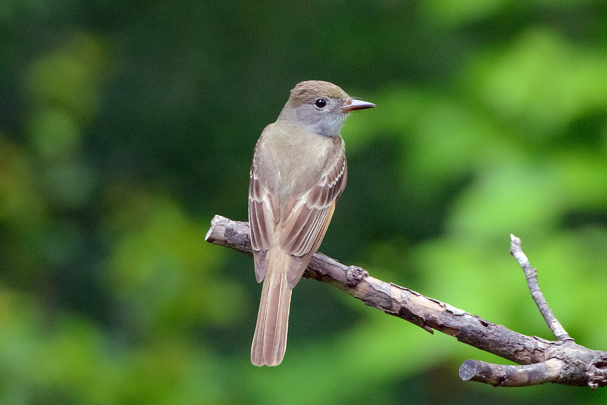 Great Crested Flycatcher - ML445388431
