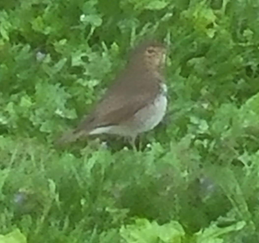 Swainson's Thrush - Scott Hodgdon