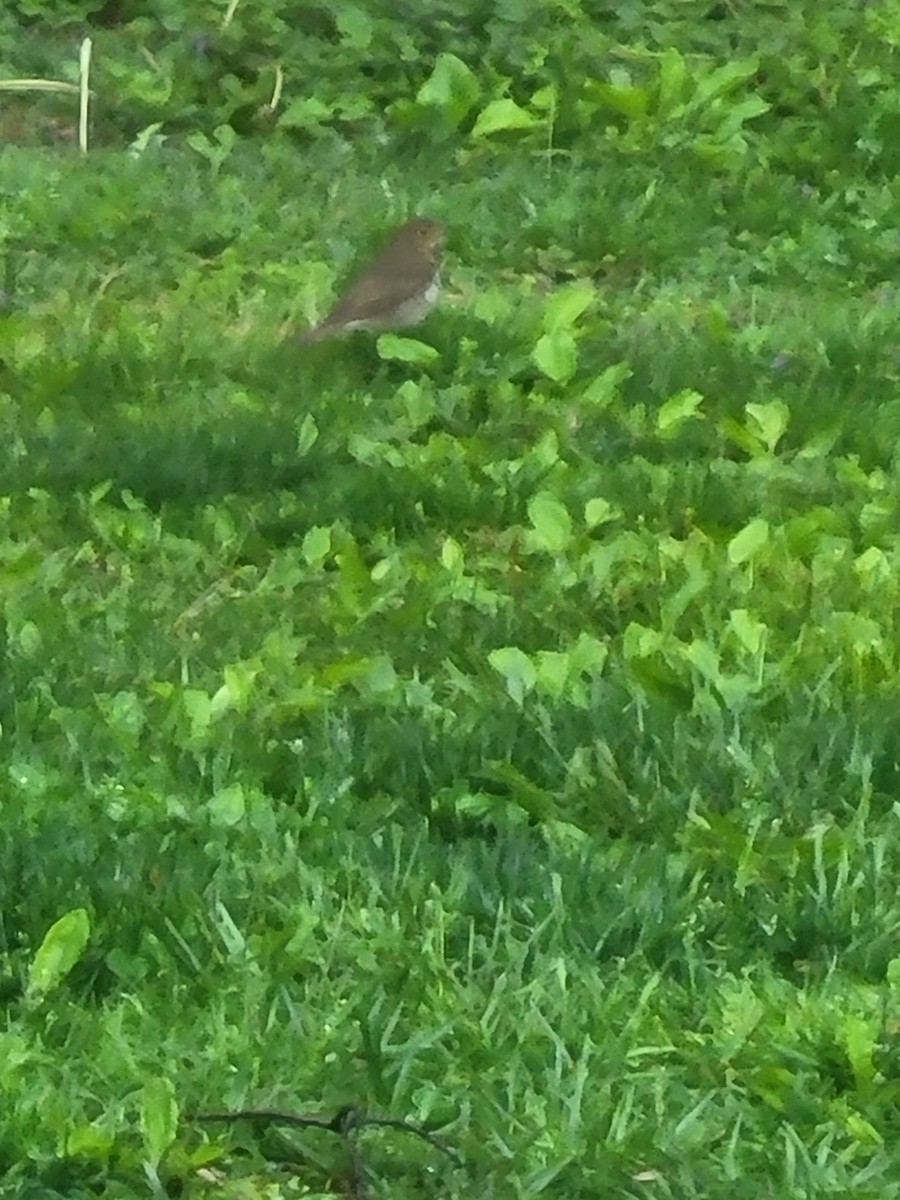 Swainson's Thrush - Scott Hodgdon