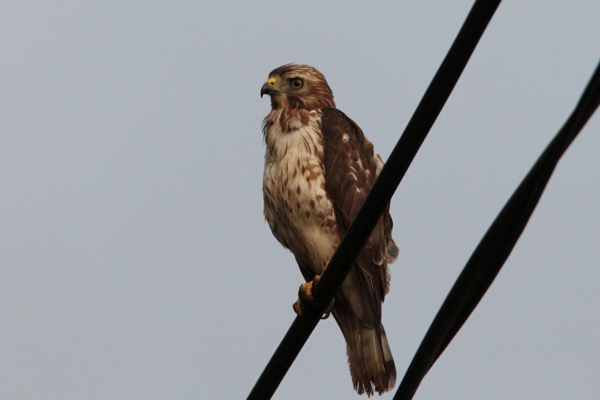 Broad-winged Hawk - ML445389351