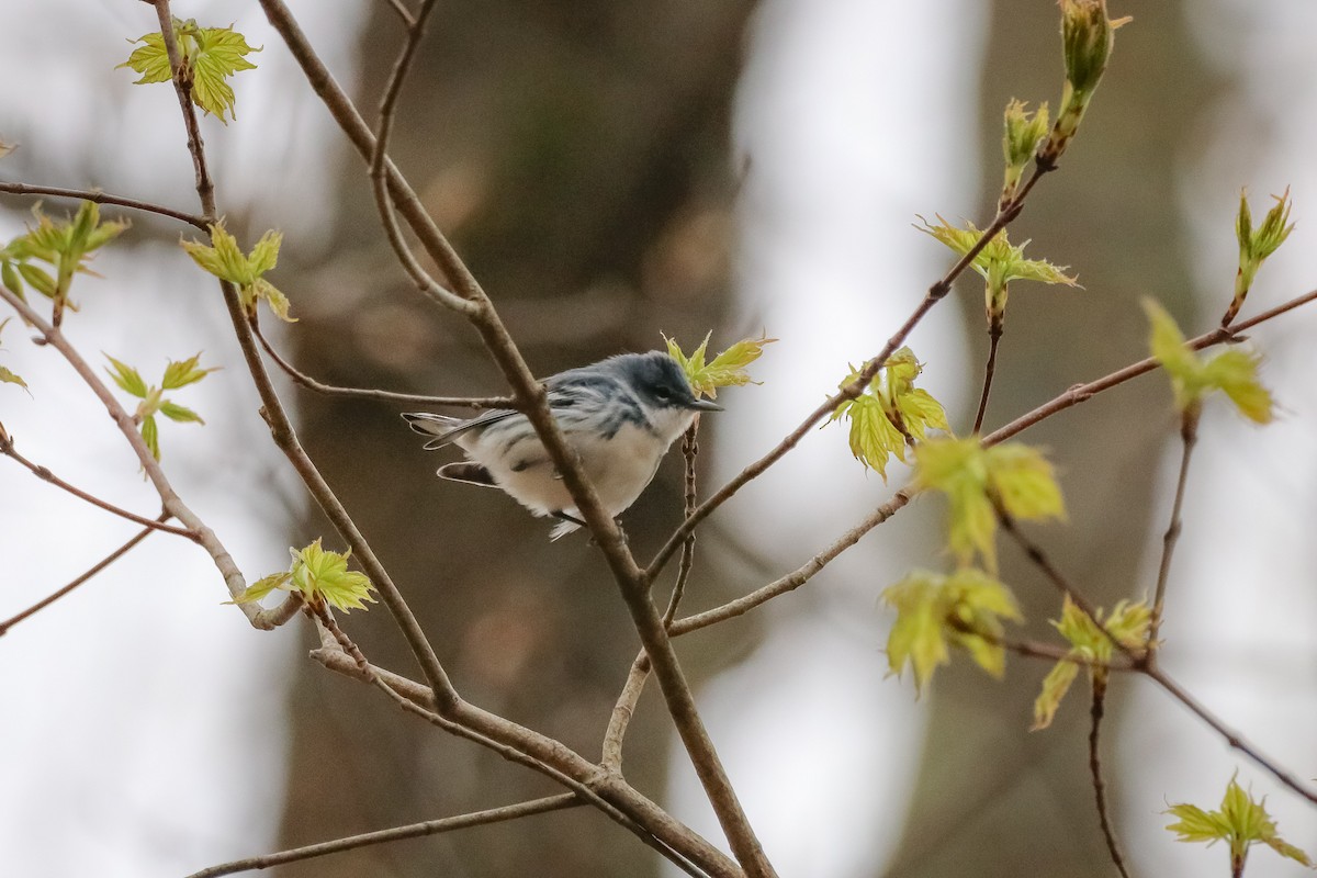 Cerulean Warbler - ML445389561