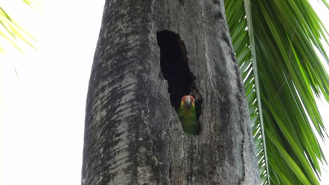 Red-lored Amazon - ML445389631