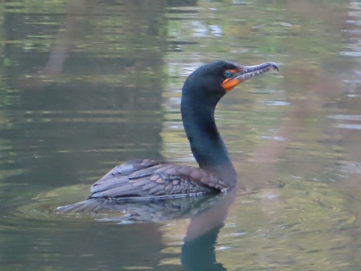 Double-crested Cormorant - ML445390341