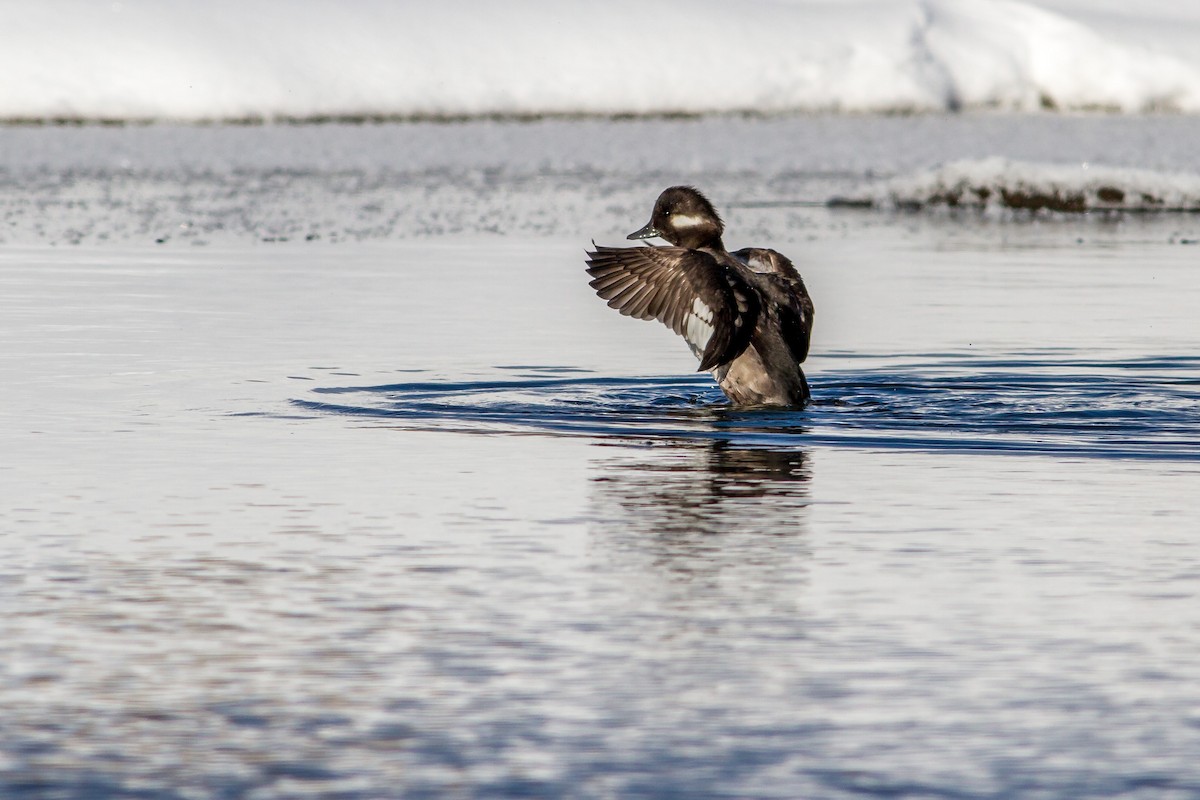 Bufflehead - ML44539191