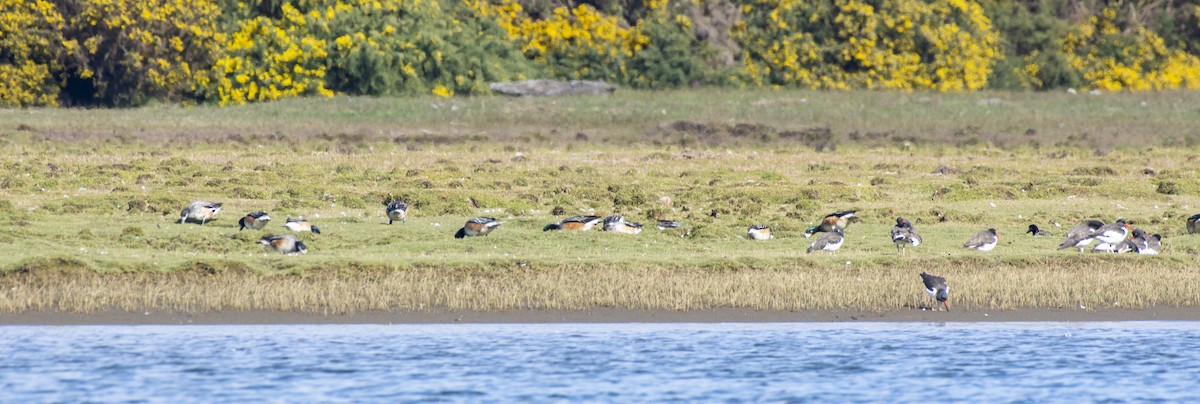 Chiloe Wigeon - ML445393071