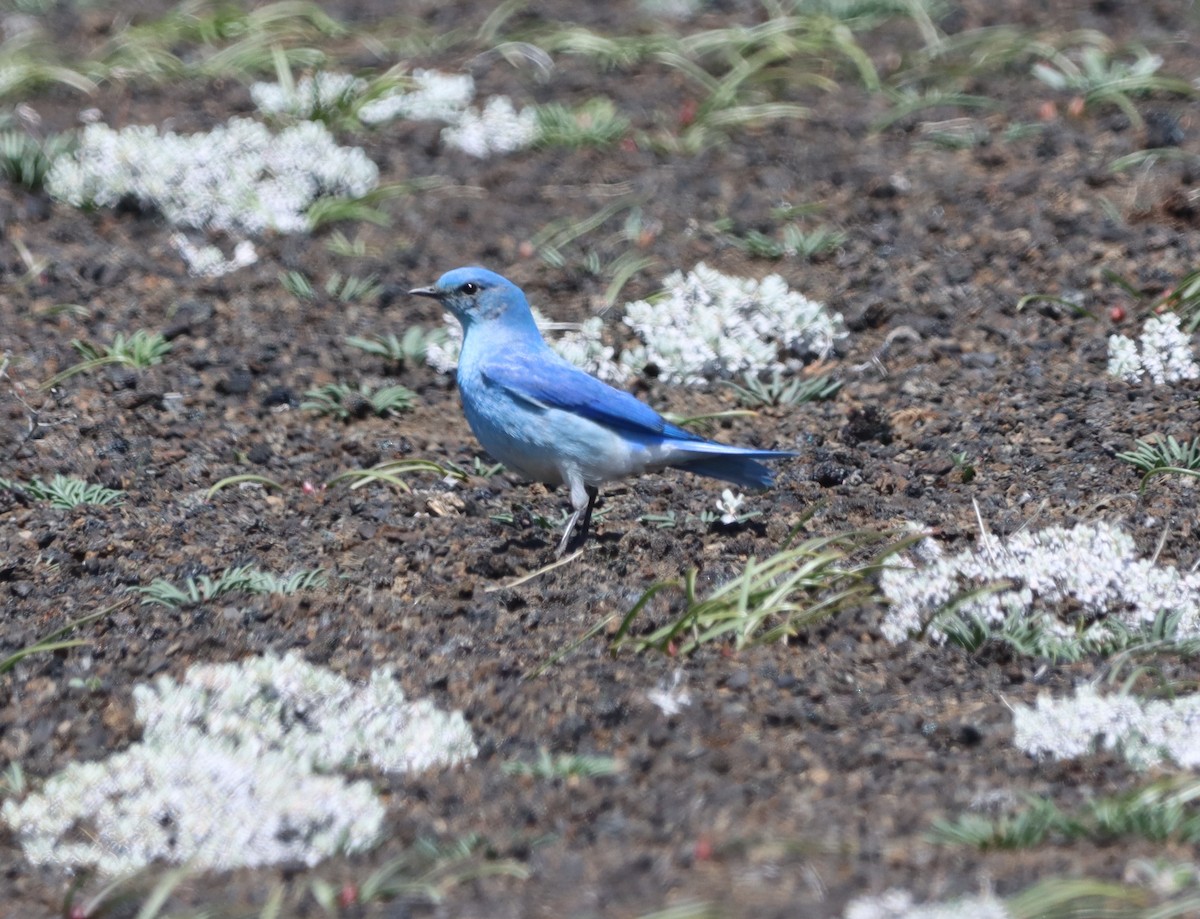 Mountain Bluebird - Maggie Zarlengo