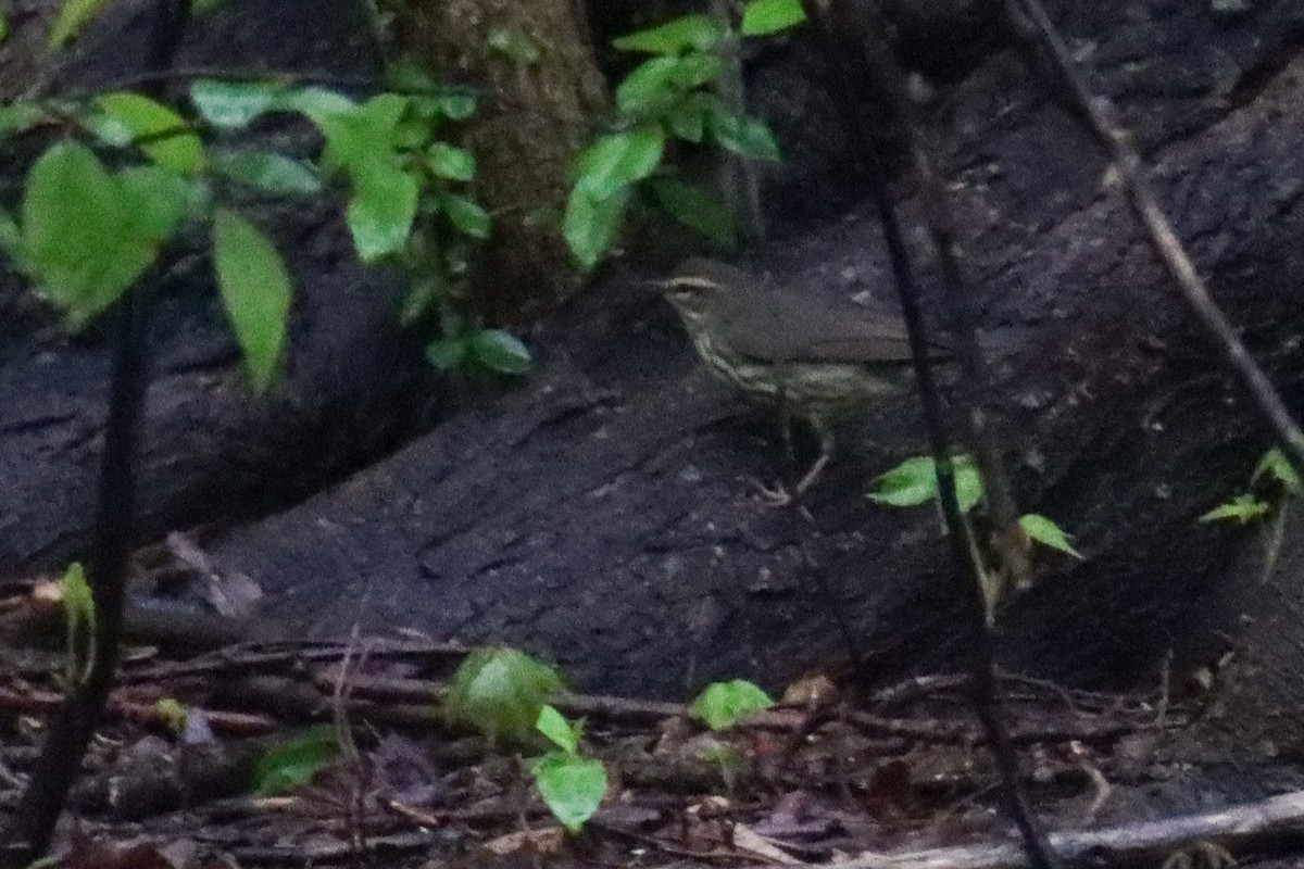 Northern Waterthrush - ML445395101