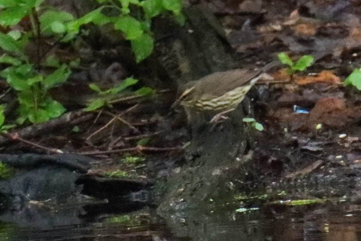 Northern Waterthrush - ML445395121