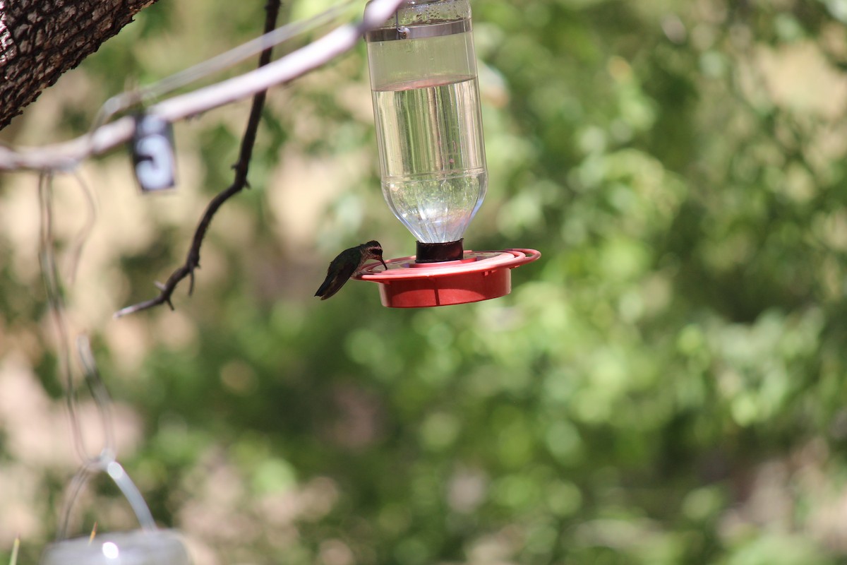 White-eared Hummingbird - ML445395481