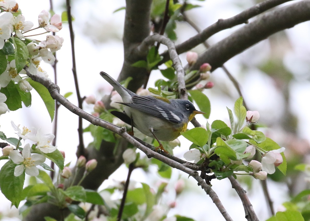 Northern Parula - John Oshlick