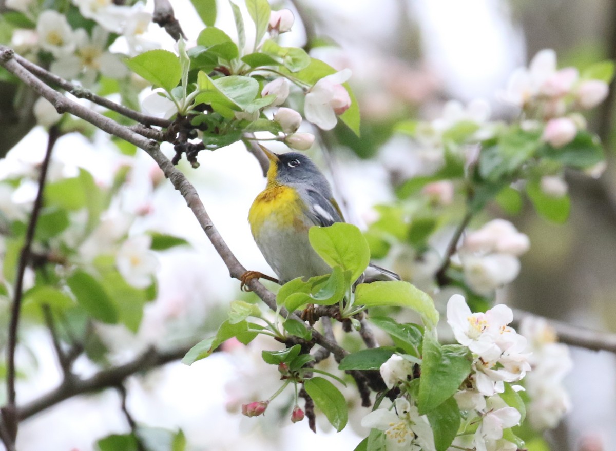 Northern Parula - John Oshlick