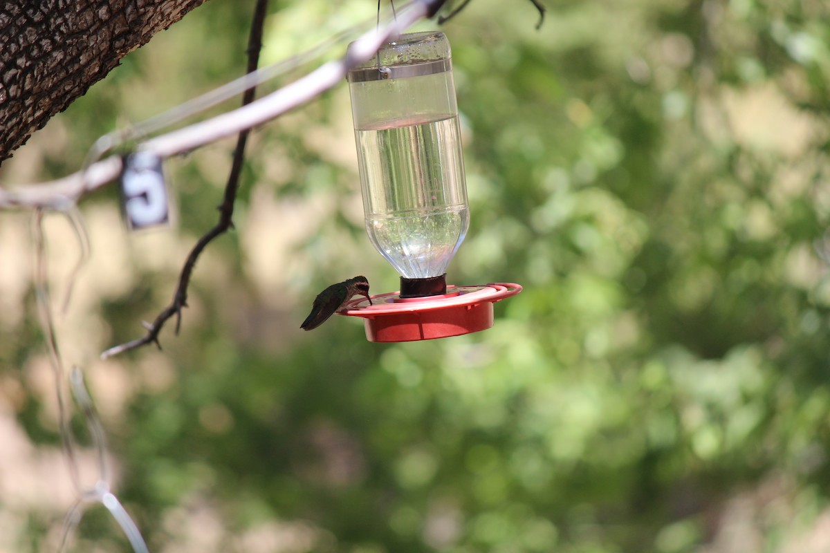 White-eared Hummingbird - ML445396201