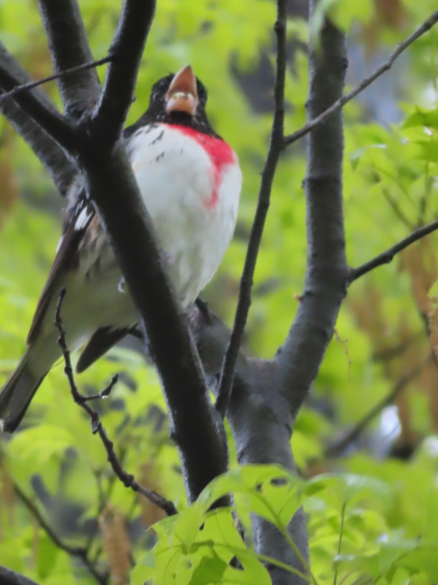 Rose-breasted Grosbeak - ML445396791