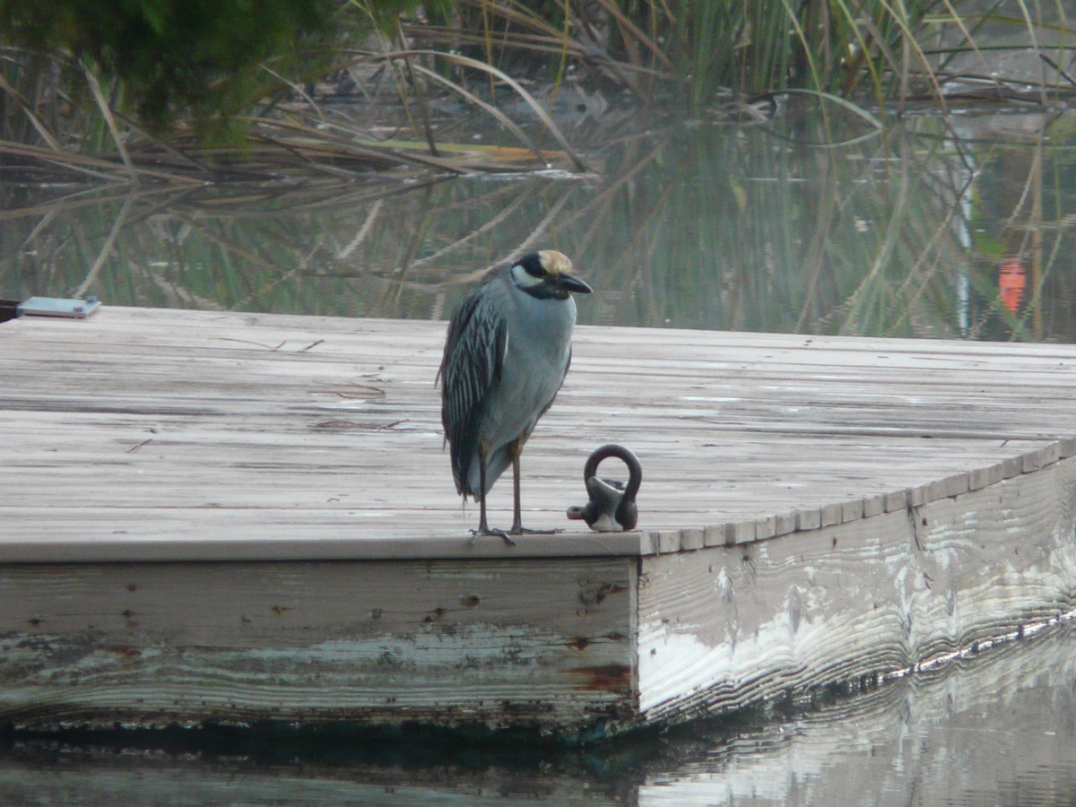 Yellow-crowned Night Heron - ML44539691