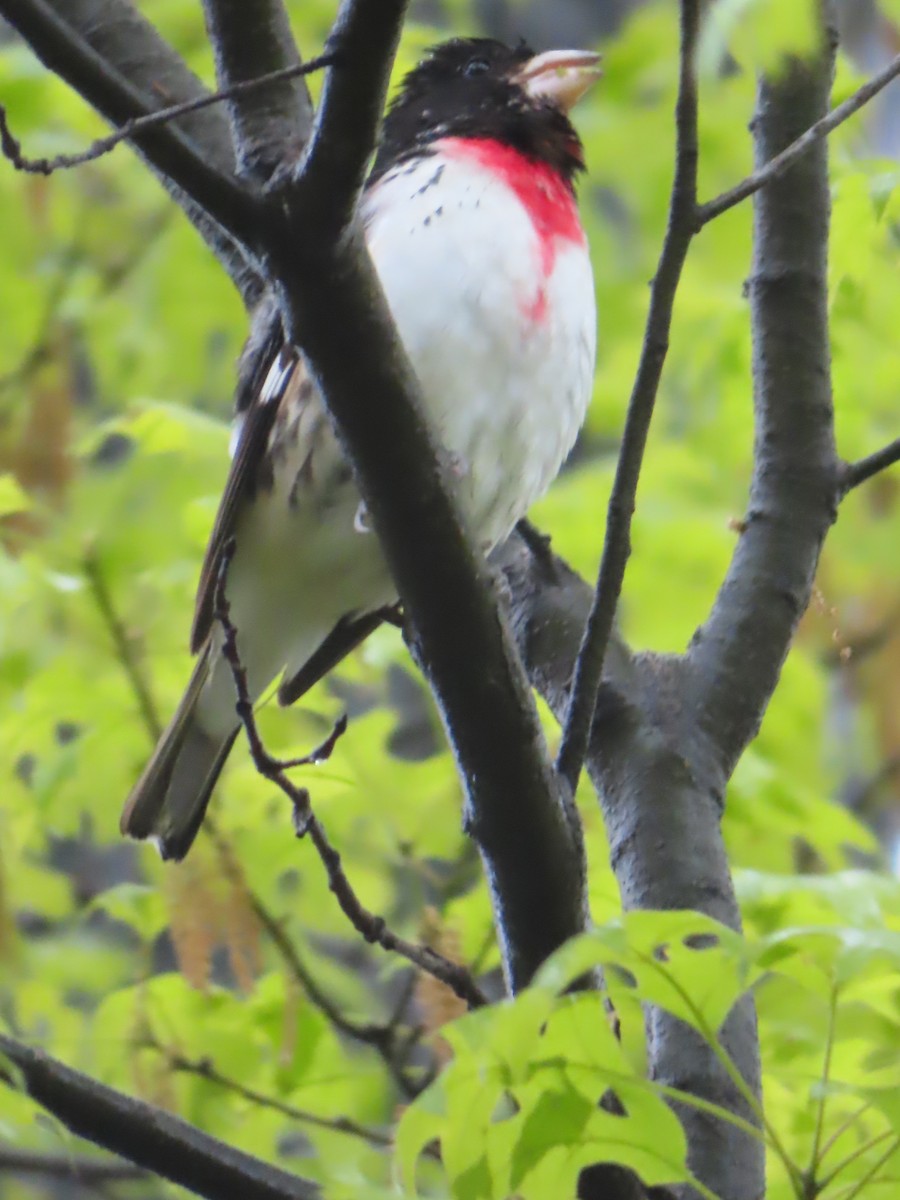 Rose-breasted Grosbeak - ML445396911