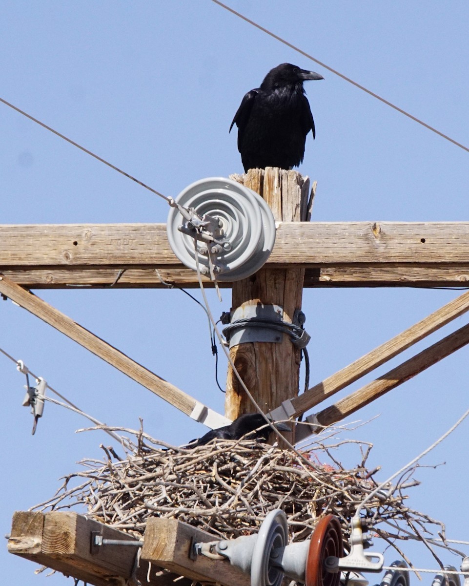 Chihuahuan Raven - ML445397131