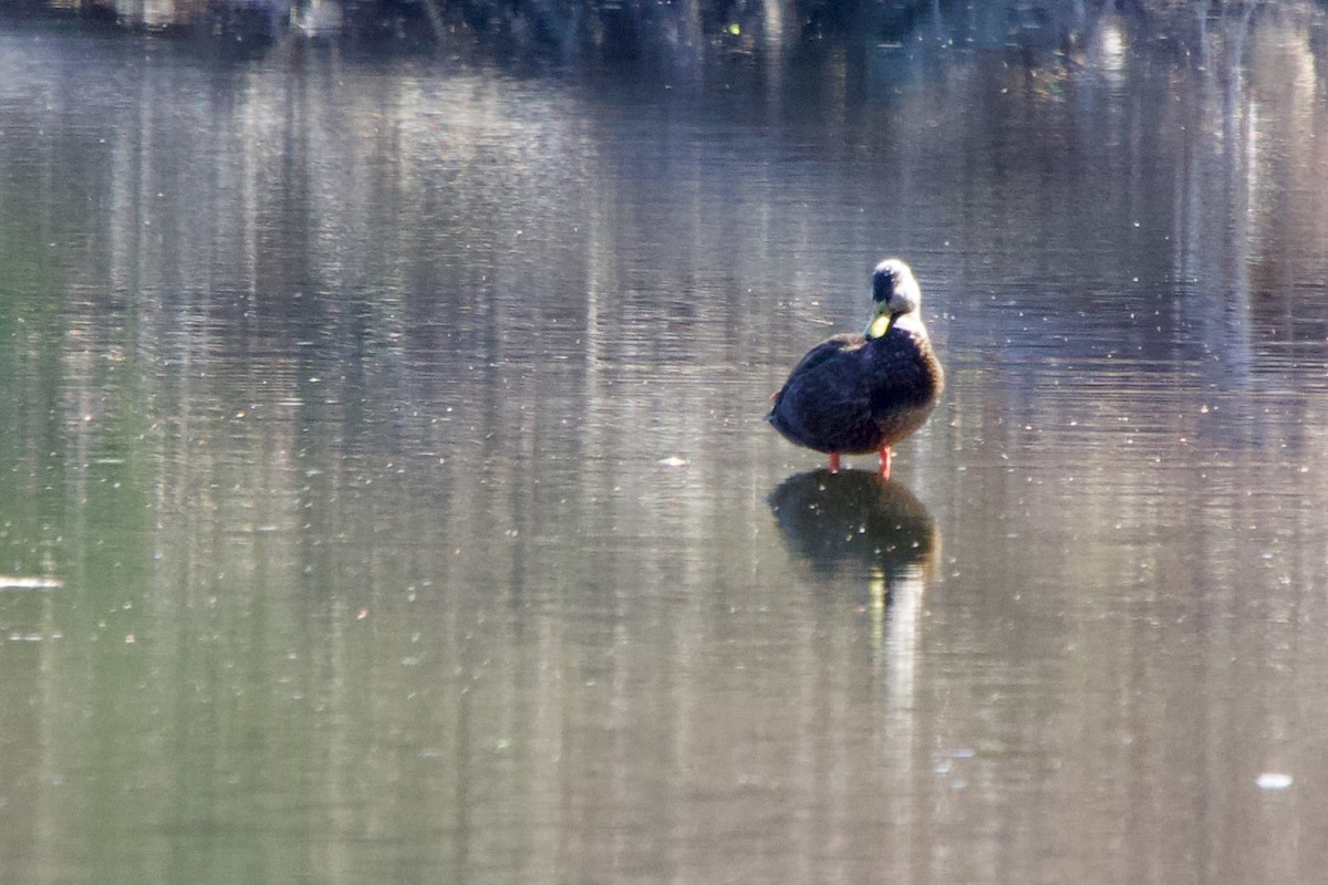 Canard noir - ML445397471