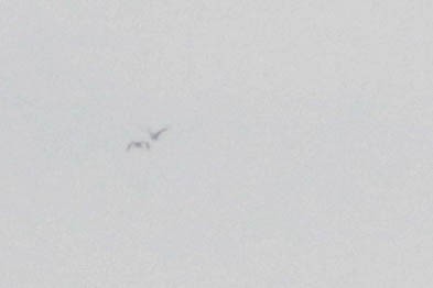 ibis hnědý - ML445397621