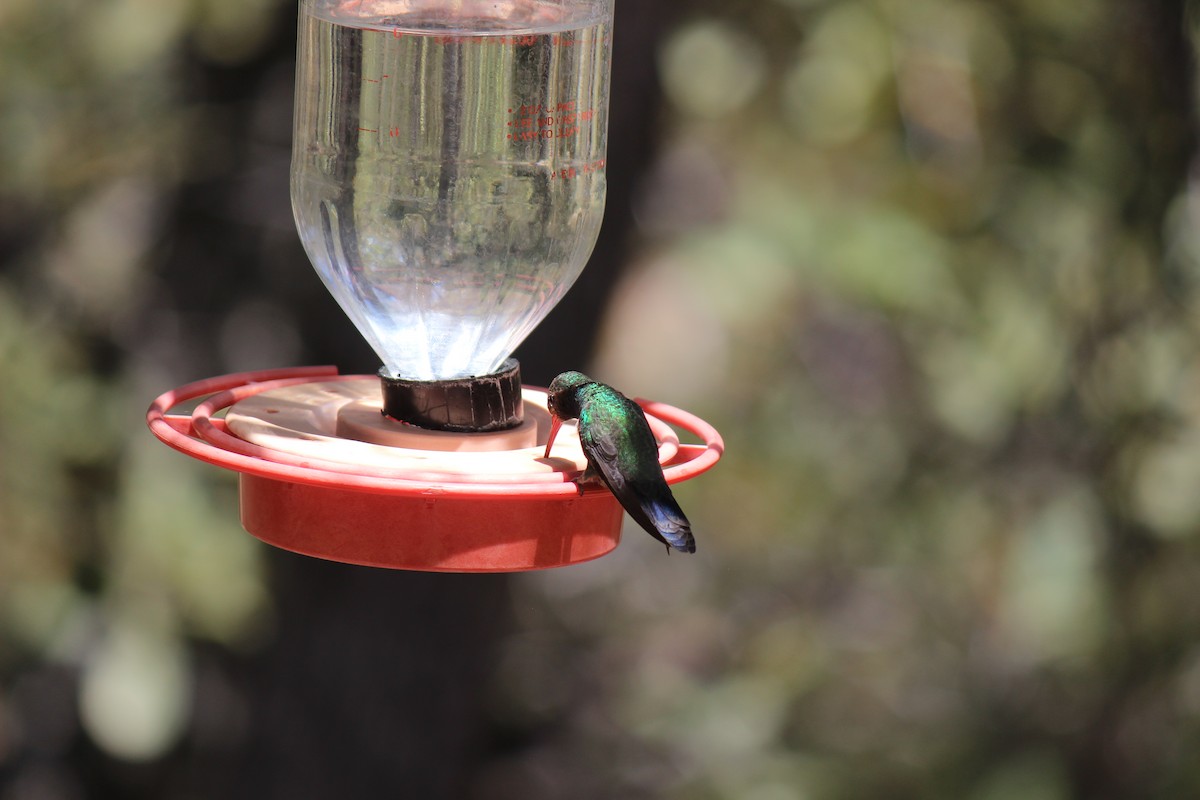 Broad-billed Hummingbird - ML445397951