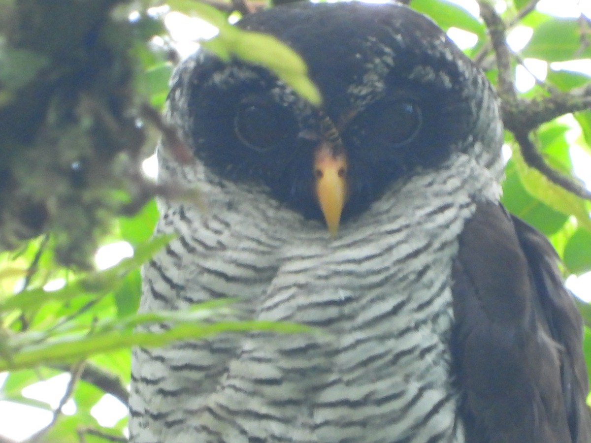 Black-and-white Owl - ML445398181