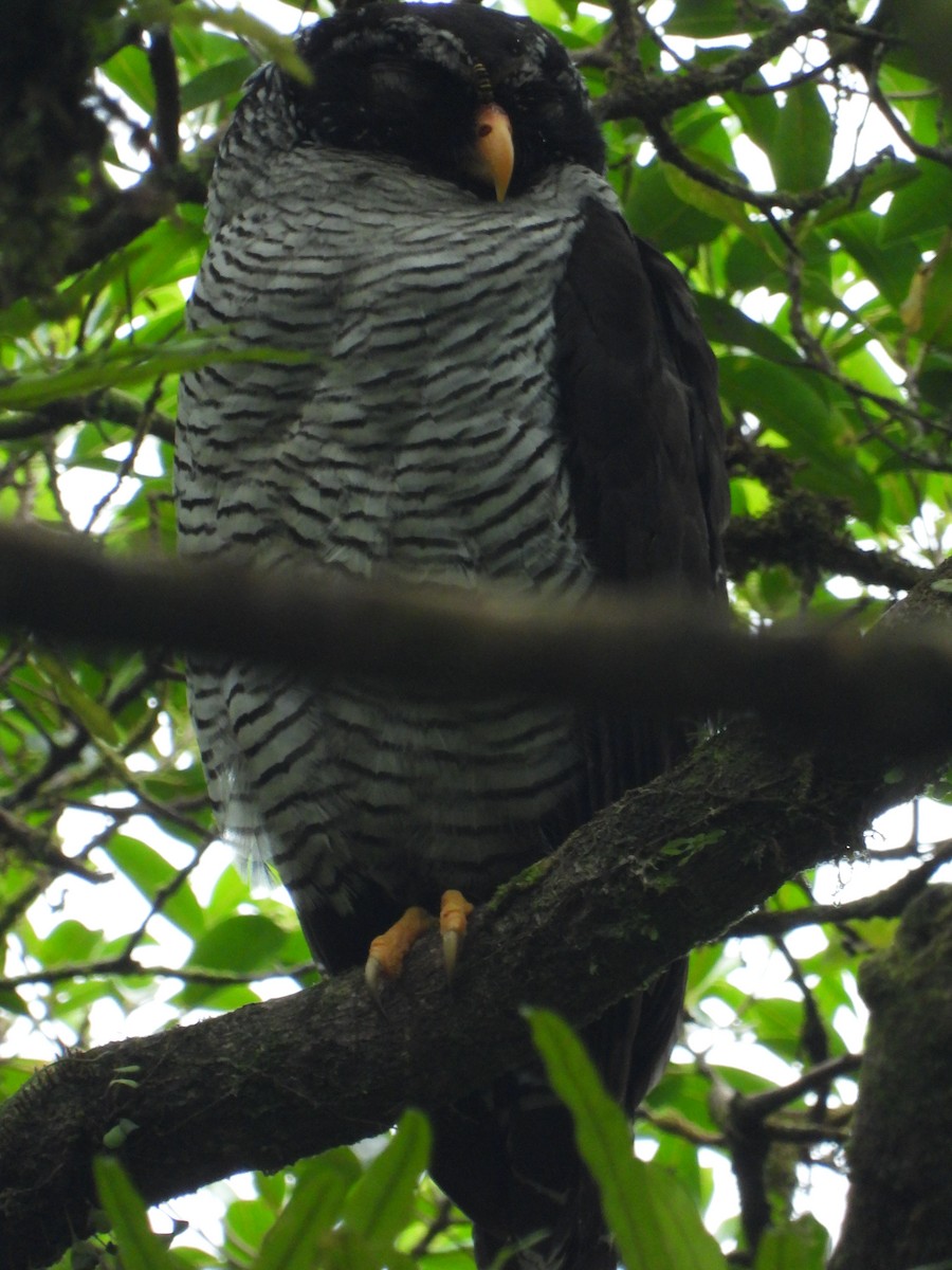 Black-and-white Owl - ML445398451