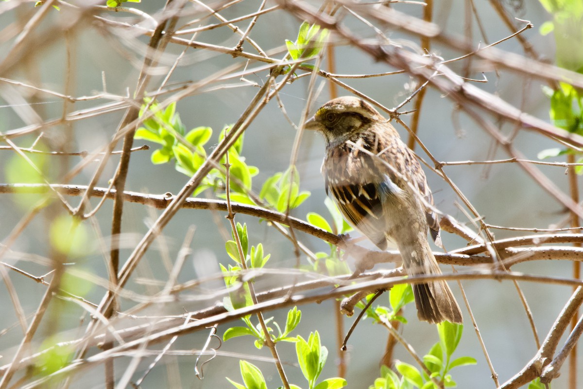 White-throated Sparrow - ML445398741