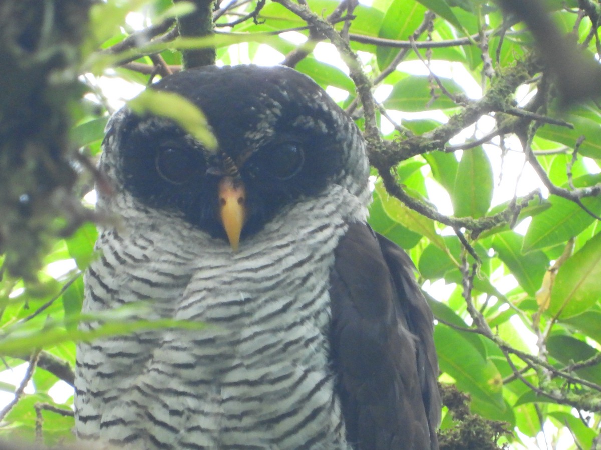 Black-and-white Owl - ML445399931