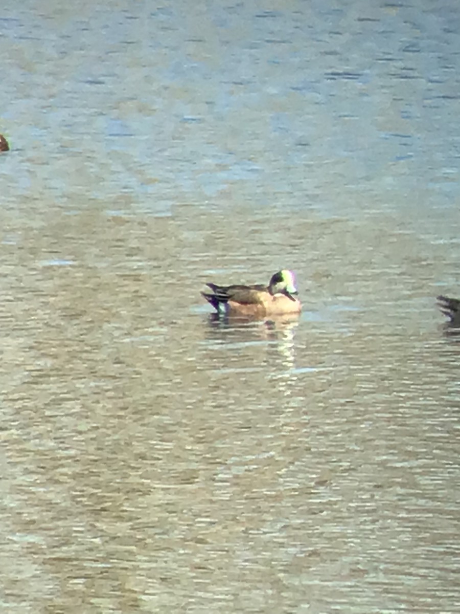 American Wigeon - ML445401031