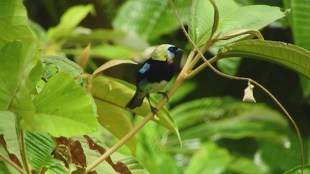 Golden-hooded Tanager - ML445401271