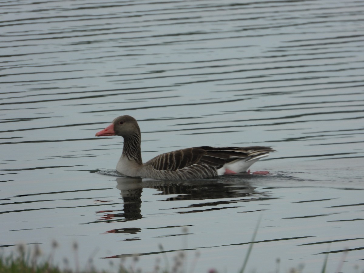 Graylag Goose - ML445401581