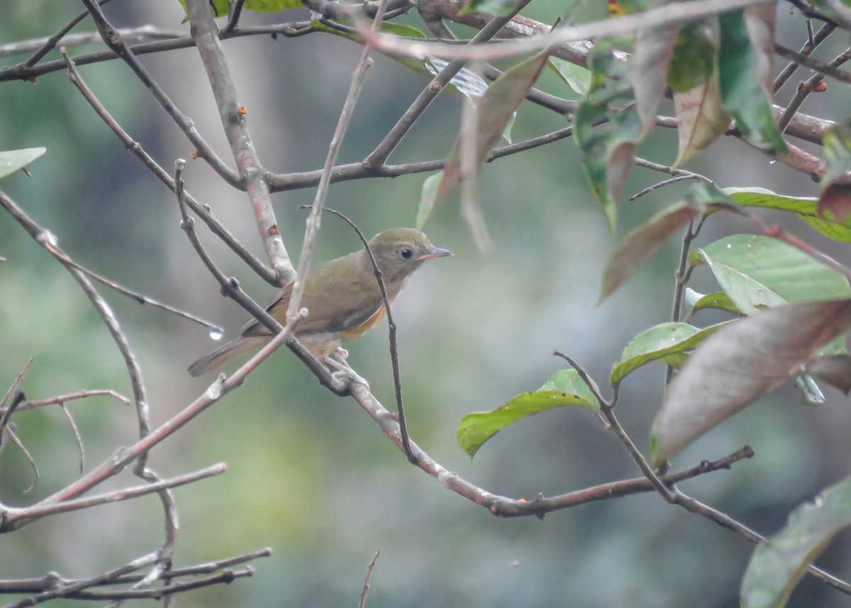 McConnell's Flycatcher (Guianan) - ML445401691