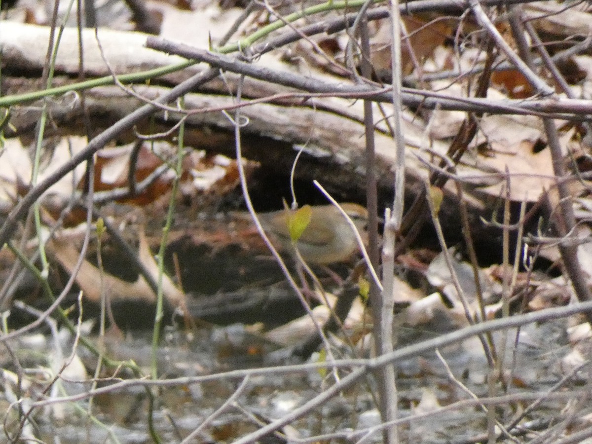 Swainson's Warbler - ML445402951