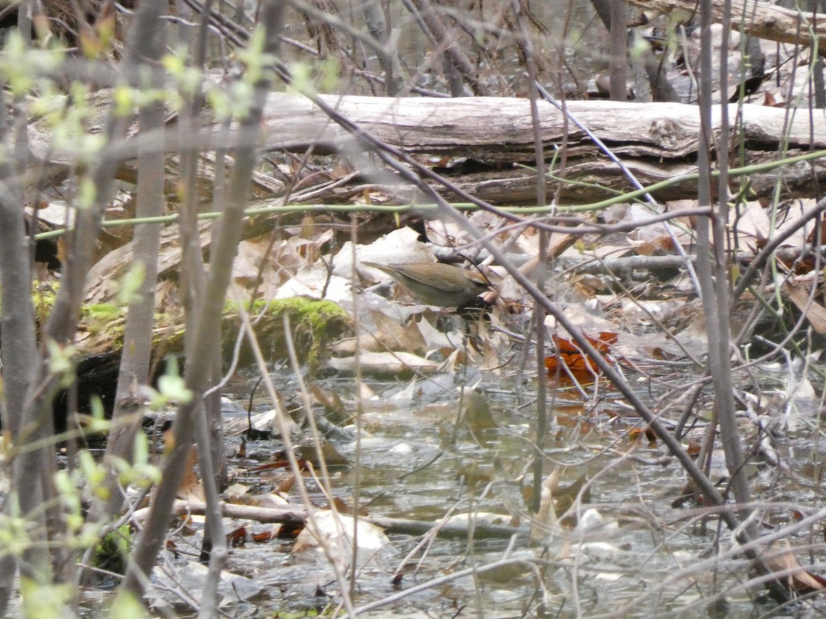 Swainson's Warbler - ML445403111
