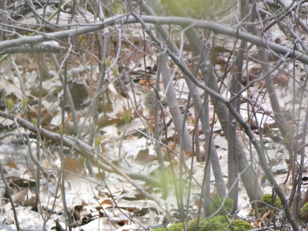 Swainson's Warbler - ML445403161