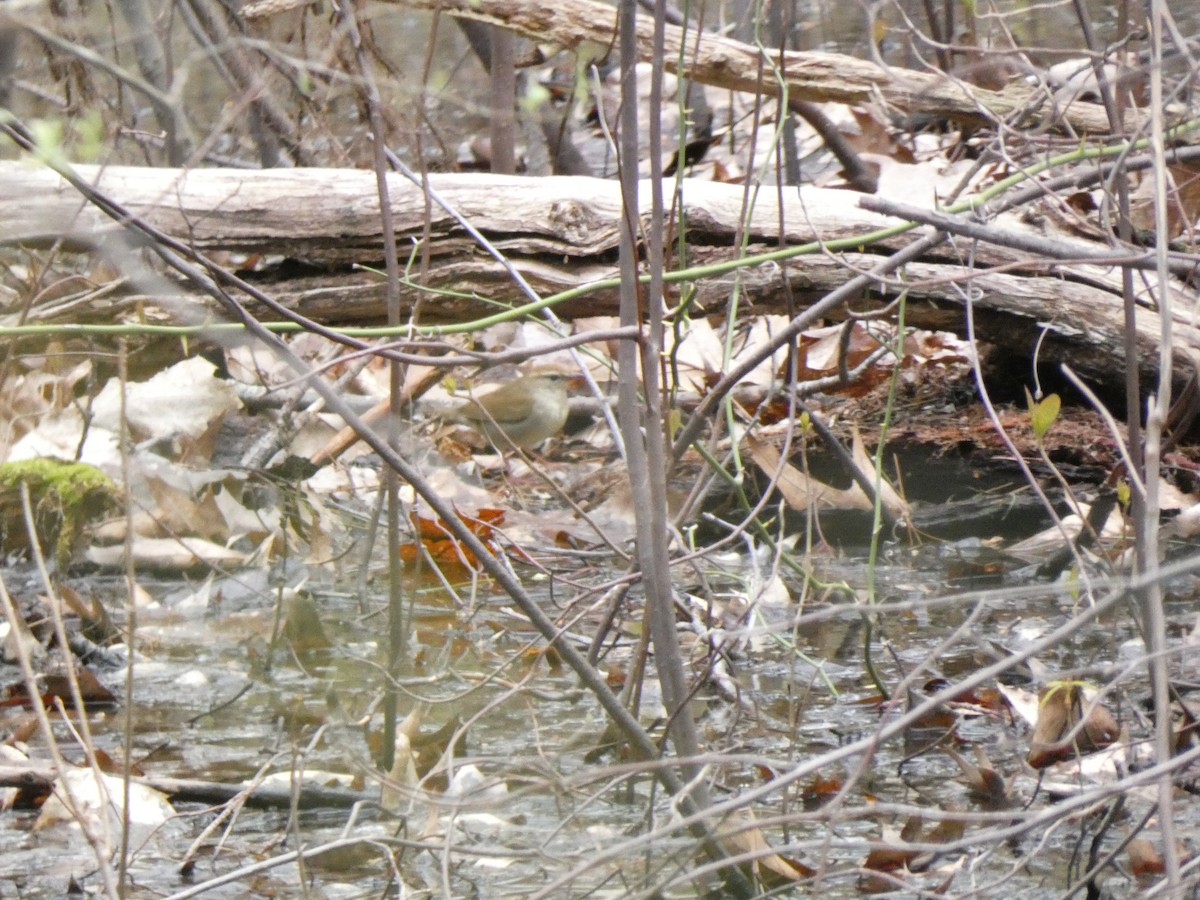 Swainson's Warbler - ML445403171