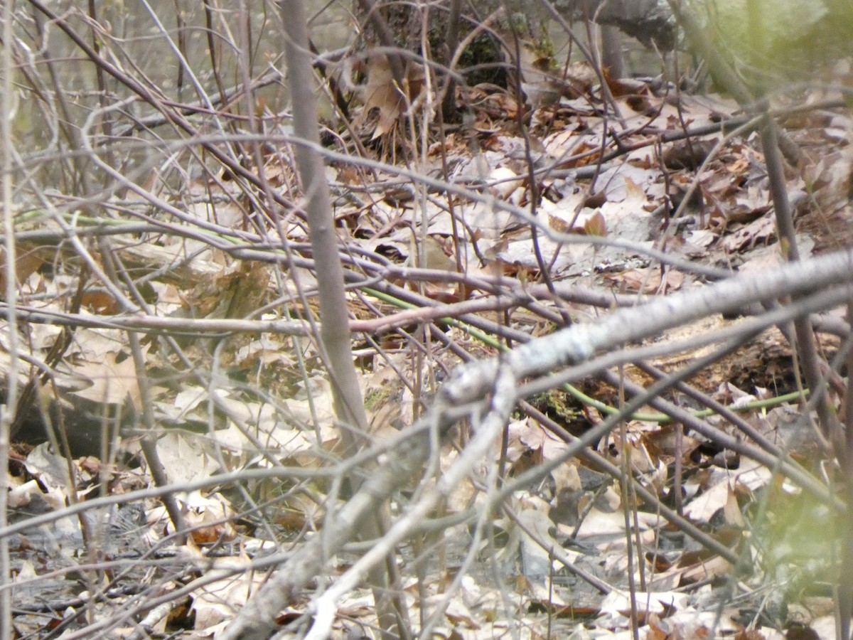 Swainson's Warbler - ML445403191