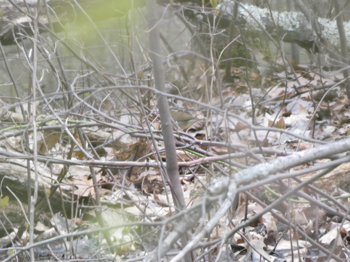 Swainson's Warbler - ML445403471