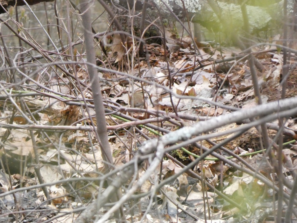 Swainson's Warbler - ML445403621