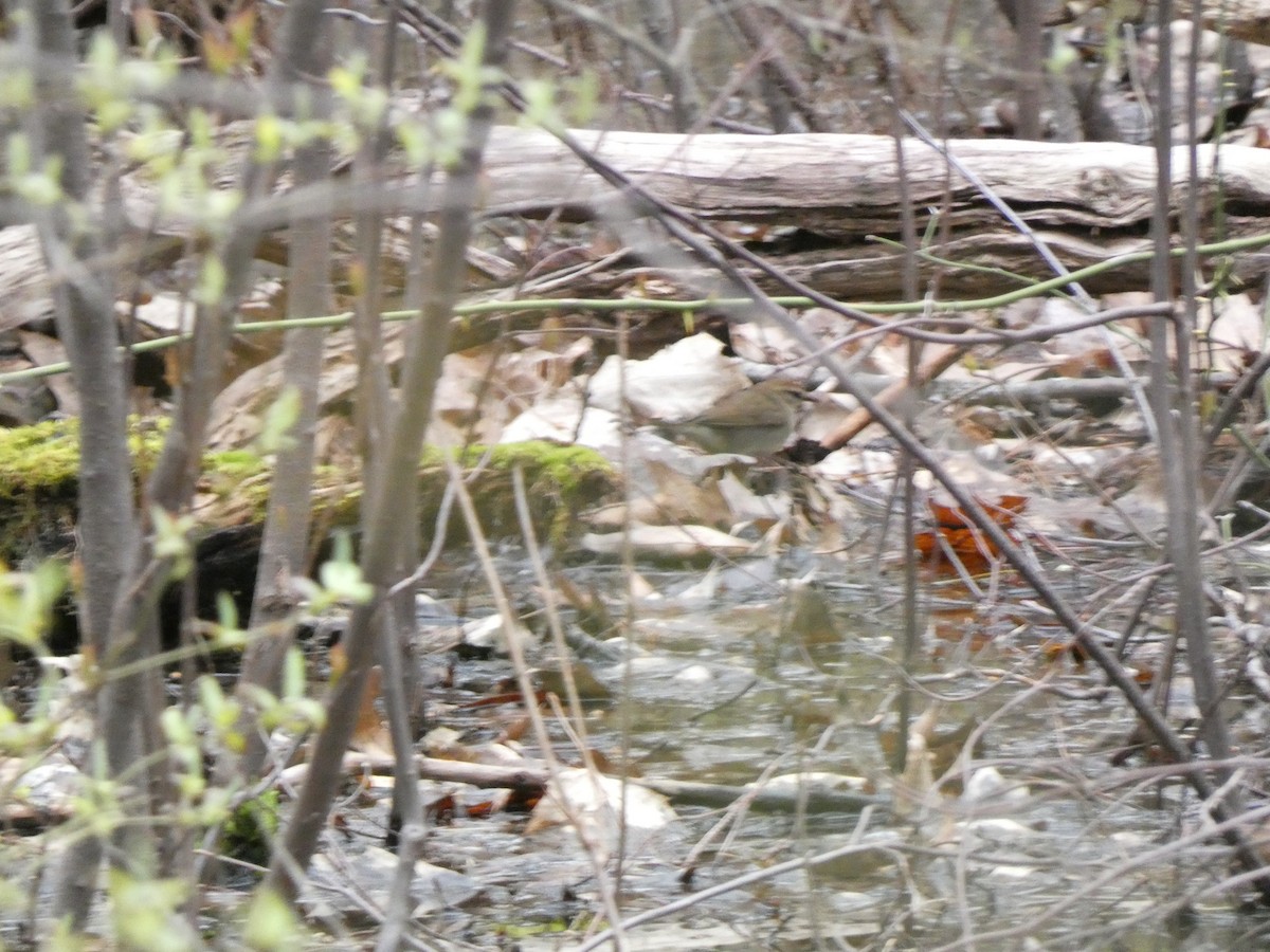 Swainson's Warbler - ML445403651