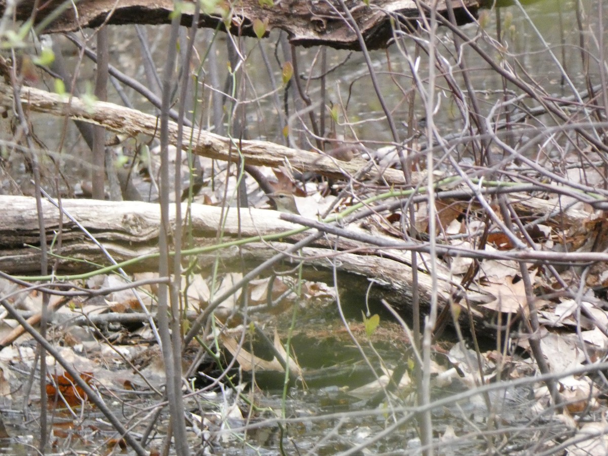 Swainson's Warbler - ML445403661