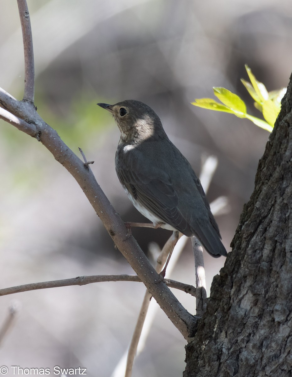 Swainson's Thrush - ML445404971