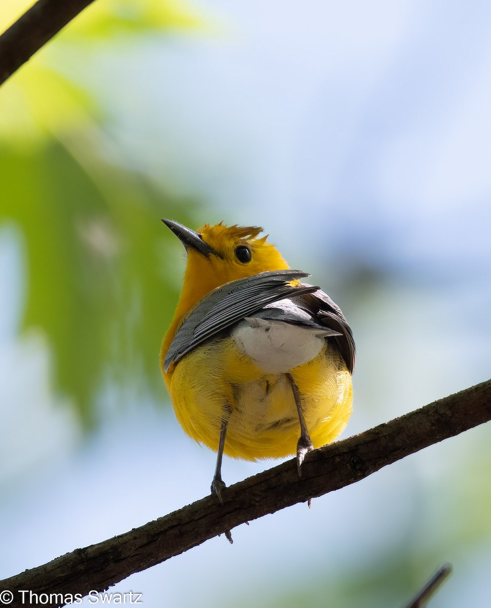 Prothonotary Warbler - ML445405091