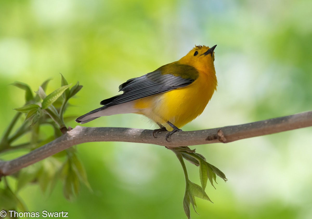 Prothonotary Warbler - ML445405111