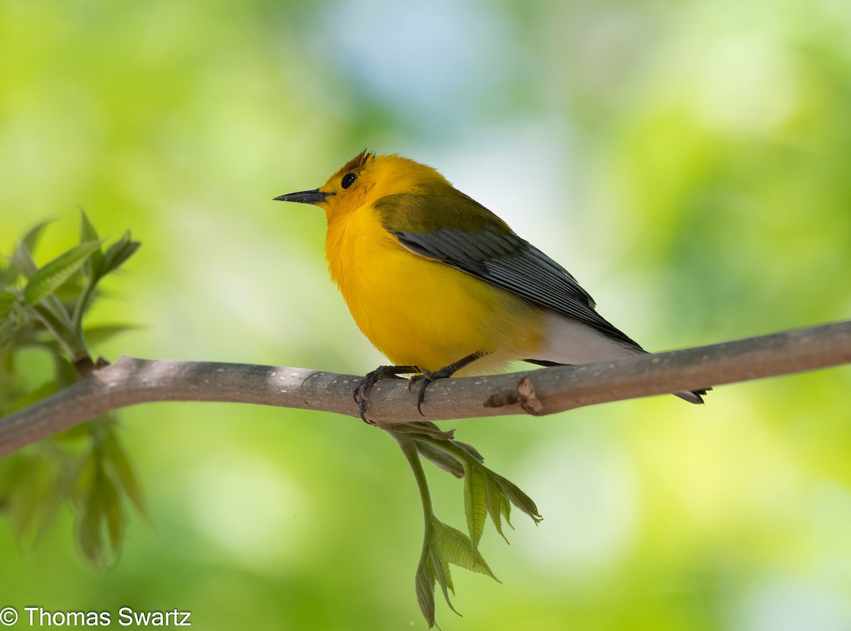 Prothonotary Warbler - ML445405121