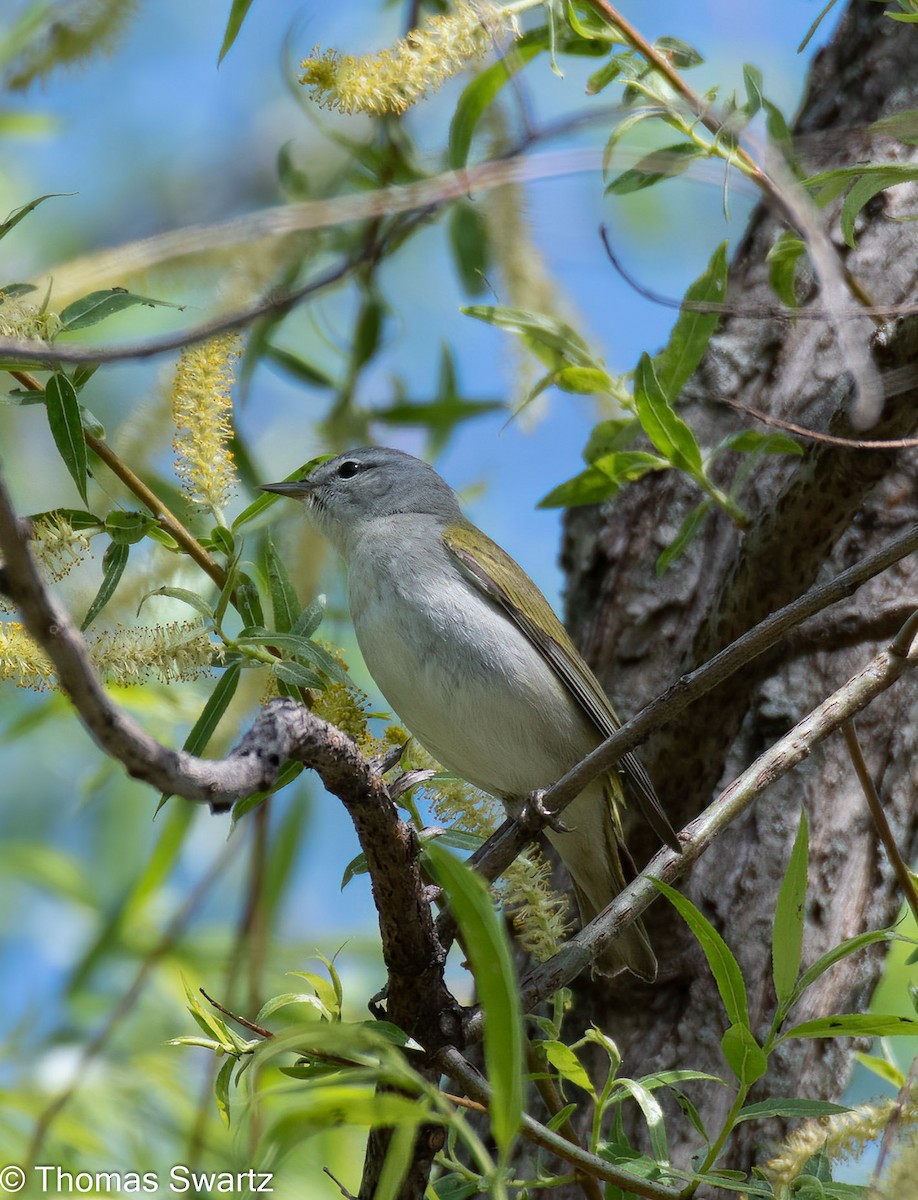 Tennessee Warbler - Thomas Swartz