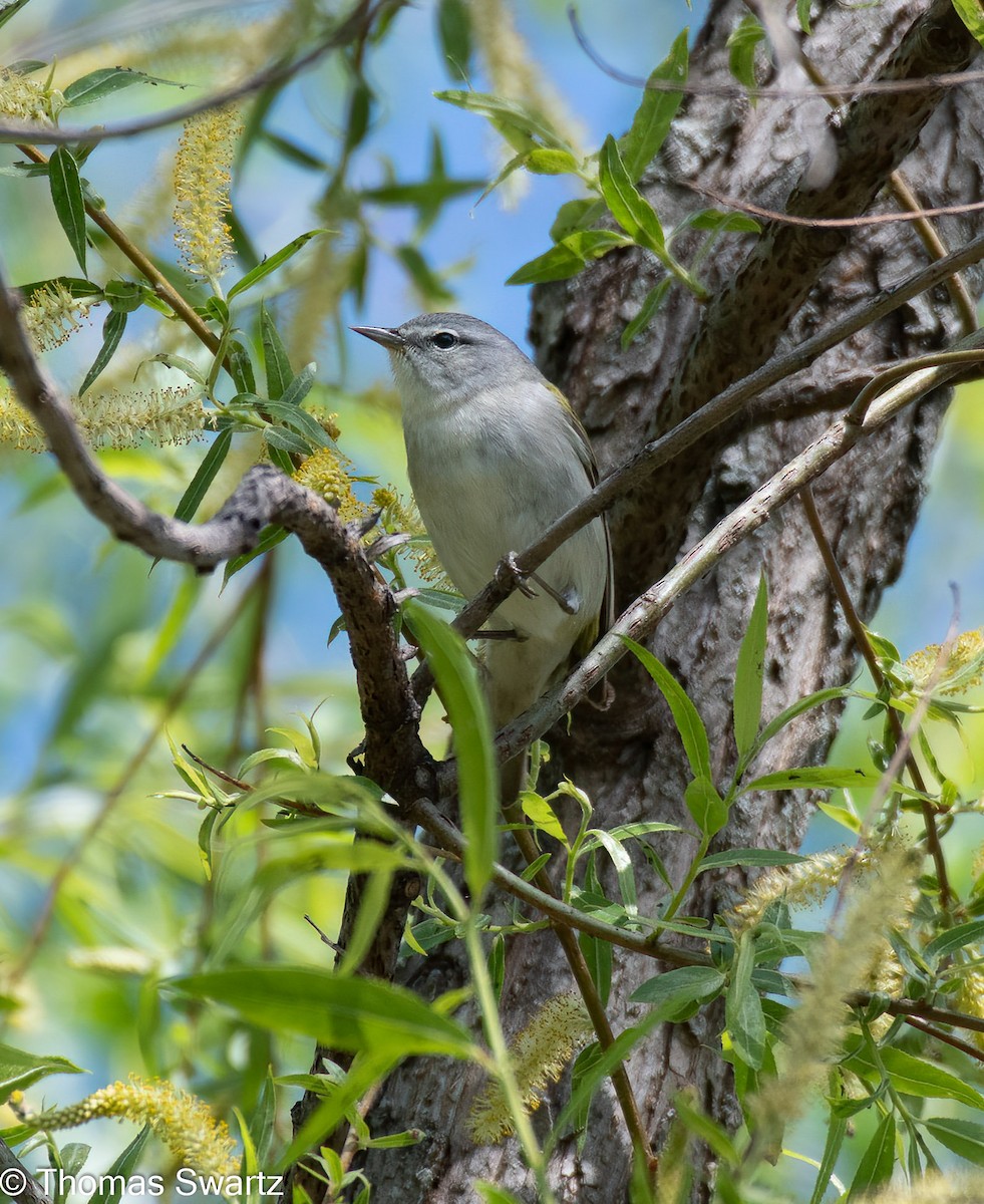 Tennessee Warbler - ML445405281