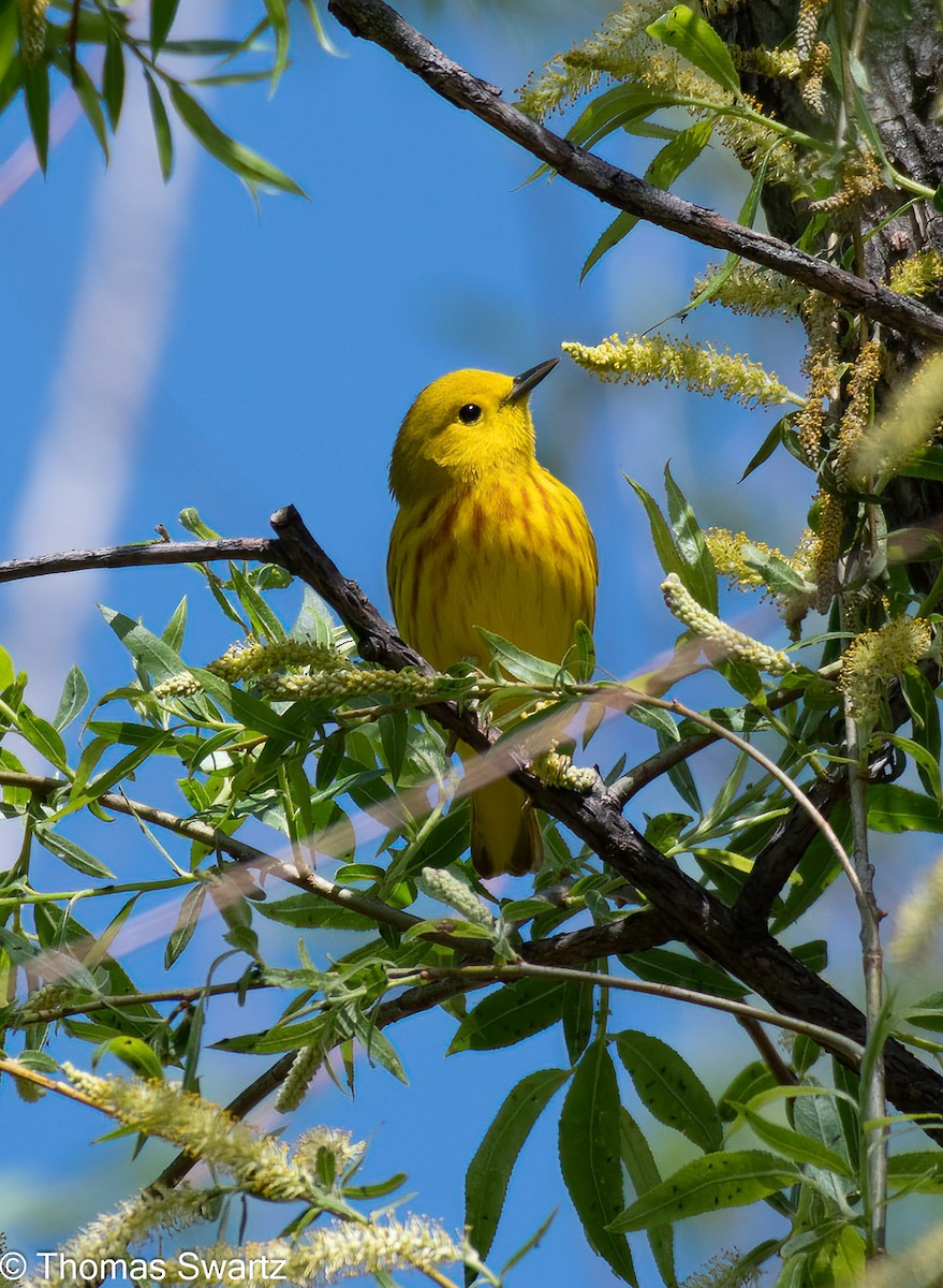 Yellow Warbler - ML445405531