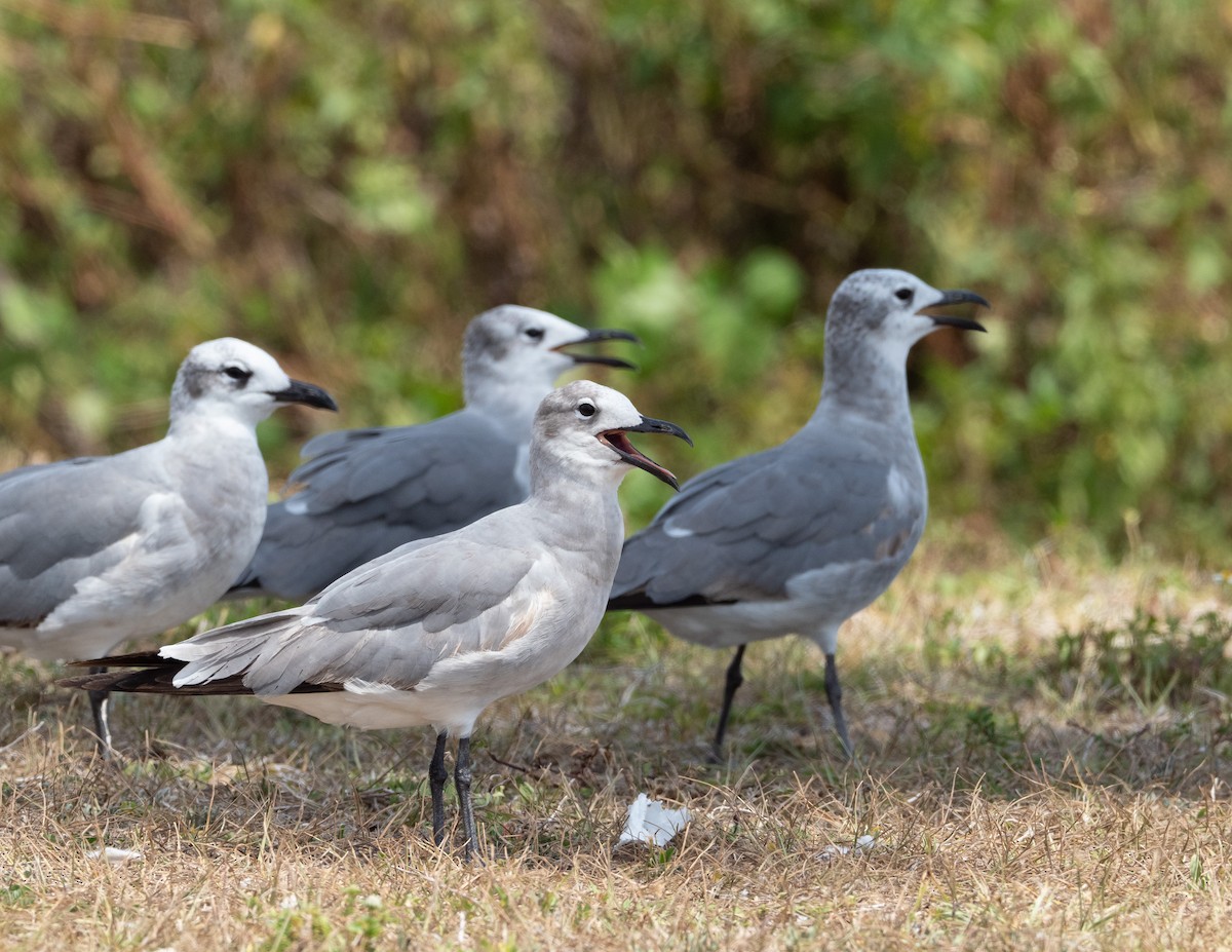 Gaviota Guanaguanare - ML445405891