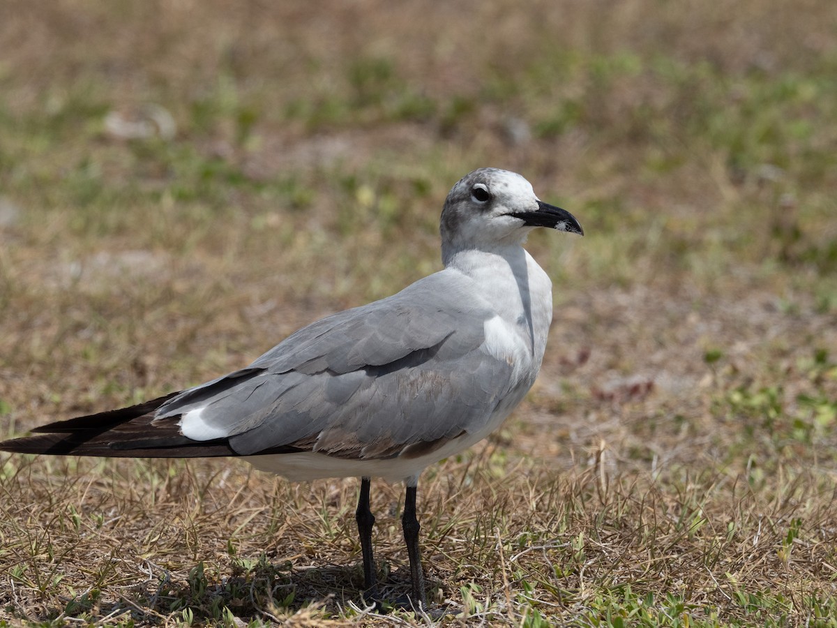 Gaviota Guanaguanare - ML445405921