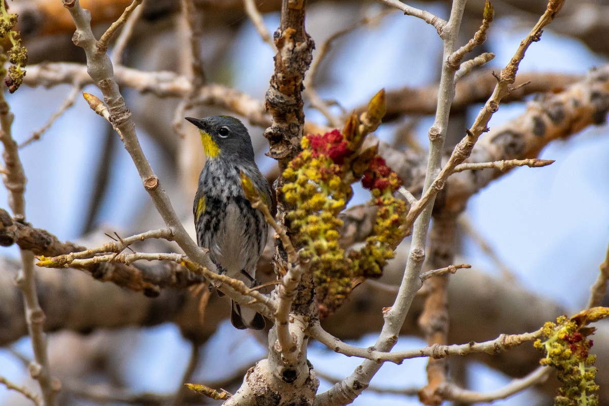Yellow-rumped Warbler - ML445406461